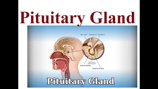 Pituitary gland structure and functions  2024 [upl. by Atteyek]