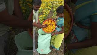 గైల్లార్డియా సాగు agriculture gaillardia flowers farming shorts shotsvideo youtubeshorts [upl. by Erdreid]