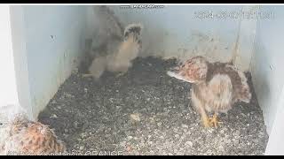 Konstancin Jeziorna Orange PL  Kestrels Youth at the threshold of the nest  2024 06 07 17 04 [upl. by Hortense]