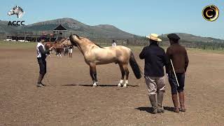 Credenciadora Mixta Cabaña Santa Ana  Morfología Categoría Machos [upl. by Charlean986]