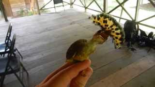 Royal Flycatcher displaying [upl. by Nodababus425]