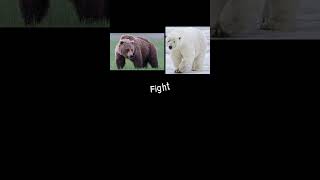 Grizzly bear vs polar bear ￼fypシ゚viral [upl. by Jaquiss833]