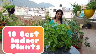 10 Best Indoor Plants for decorating your homesఇంటి అందాన్ని పెంచె 10 ఇండోర్ మొక్కలు [upl. by Bolling703]