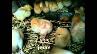 La poule pondeuse  MFR Verneil le Chetif [upl. by Fowler]