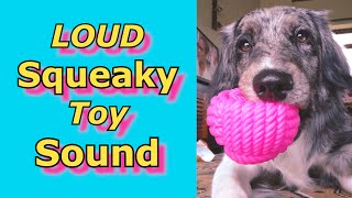 Squeaky Toy Sounds Sounds Dogs React To Sounds that attract dogs prankyourdog squeaky [upl. by Ylyl166]