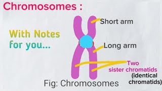 Nucleolus amp Chromosomes  Class 11 Nucleus Part  2 Cell Lecture5 Biology medicalmedicos [upl. by Morehouse]