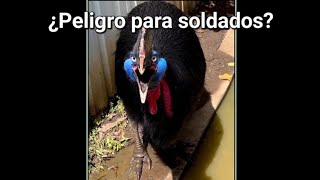 ¿Que papel cumplio esta ave en la 2da guerra mundial animales fypyoutube [upl. by Chambers395]