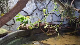 Jungle For Baby Crocodiles share reptiles trending subscribe jungle new best wow plants [upl. by Ced]