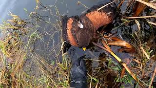 Harris Hawk catching crow amp water Ren 18 [upl. by Eugaet]