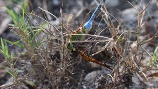 Extraordinary dragonflies what makes dragonflies eat each other [upl. by Budwig]