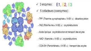 Biochimie Métabolisme des glucides Séance 7 S4Svi [upl. by Elissa246]