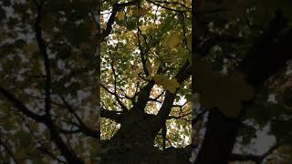 Norway Maple Acer platanoides  canopy  November 2017 [upl. by Ynaffik]