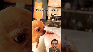 Merawat bayi landak yang menggemaskanviralvideo animals feedshorts [upl. by Yetsirhc]