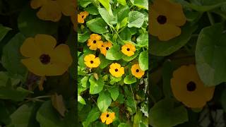 Black eyed susan vine plant gardenideas gardeningtips subscribe mygarden [upl. by Yeffej359]