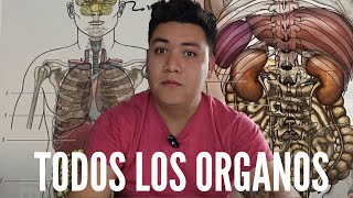 La UBICACION de cada uno de LOS ORGANOS del CUERPO  Anatomia en Enfermeria [upl. by Eirrac]