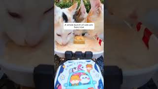 Feeding Stray Cats with a Hidden Camera cats cuteanimals straycats feeding hiddencamera funny [upl. by Atnahsa]