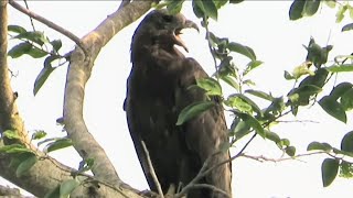 Strange calls of honeybuzzard  Loud bird sounds [upl. by Atnad]