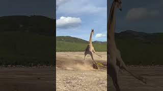 Giraffe VS Lion Fight  Giraffe kicks Lion Merciless Animals’ confusing behavior reels facts [upl. by Yalcrab]