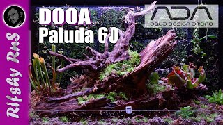 DOOA Paluda 60 Setup  ADA  Paludarium [upl. by Marashio]