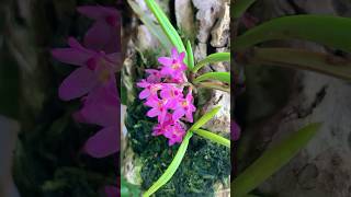 Самая маленькая Ванда Ascocentrum pumilum Orchids orchidworld орхидеи orchids flower [upl. by Osanna]