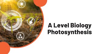 A Level Biology Photosynthesis [upl. by Kcirddes96]