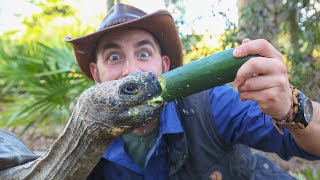 Feeding a GIANT TORTOISE [upl. by Wales]