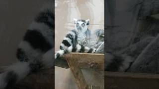 Ringtailed lemur family nature animals chill cute [upl. by Macdonald]