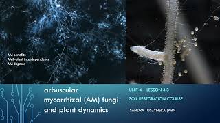 Lesson 43  Arbuscular mycorrhizal fungi AMF plant dynamics [upl. by Lenox]