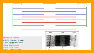 Sarcomere Muscle Physiology [upl. by Noyek850]