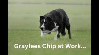 Graylees Chip at work [upl. by Elocan]