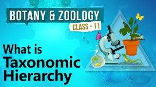 What Is Taxonomic Hierarchy  Diversity in Organisms  Biology Class 11 [upl. by Iaka]