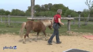 Grundlagen der Freiarbeit  Agility mit Pferden  Nina Steigerwald [upl. by Romona]