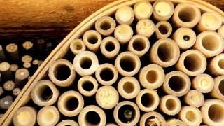 A Bee Hotel Jeri Landers Hopalong Hollow Gazette [upl. by Emalia200]