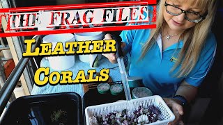 The Frag Files Leather Corals  Gallery Aquatica TV [upl. by Atkins]