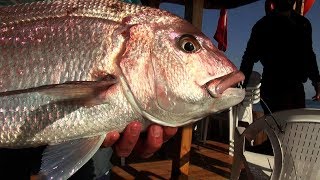 Sparus aurata  Red Snapper  Dentex dentex  We caught great fish [upl. by Urquhart]