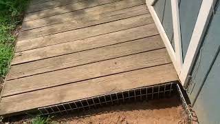 Groundhogs Burrowing Around the Shed [upl. by Findlay232]