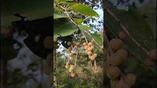 Bridelia retusaPhyllanthaceae family nature forestflower trending forestgardening garden [upl. by Breanne992]