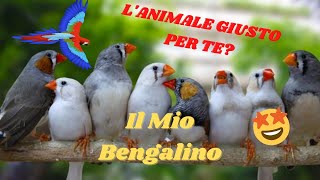 Il Mio Bengalino Lanimale giusto per te SCOPRIAMOLO [upl. by Jacques684]