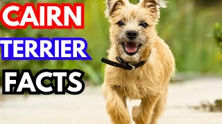 Cairn Terrier  Top 10 Facts [upl. by Vrablik842]