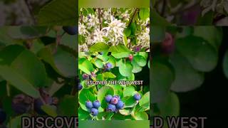 Western Serviceberry nature oregon foraging [upl. by Loni285]