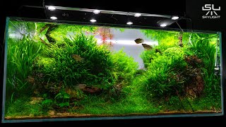 BEAUTIFUL NATURE AQUASCAPE FOR PEARL GURAMIS FEATURING SKYLIGHT HYPERSPOT LED LAMP [upl. by Charil]