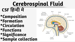 Cerebrospinal Fluid in Hindi CSF ProductionComposition Circulation Functions Significancce [upl. by Ainel]