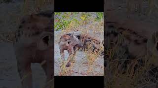 Cute Hyena Cub  hyena africananimal wildlife okavango dogs [upl. by Sivar]