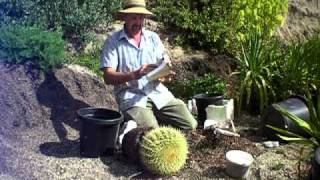 repotting a large barrel cactus safelyMOV [upl. by Nico]