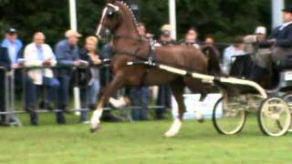 tuigpaard unaniem kampioen 2011 [upl. by Nealah]