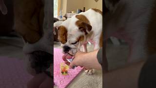 English Bulldog has a shot englishbulldog pets cute [upl. by Anirret605]