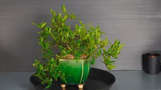 Gardenia bonsai from air layer [upl. by Lenox]