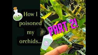 How I poisoned my orchids part 2 Update time D [upl. by Longawa]