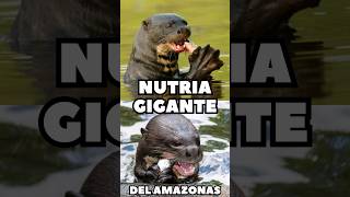 La Nutria Gigante del amazonas amazonas quotshort [upl. by Lindly]