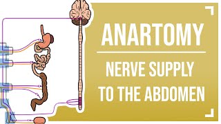 Nerve Supply to the Abdomen [upl. by Fachan]